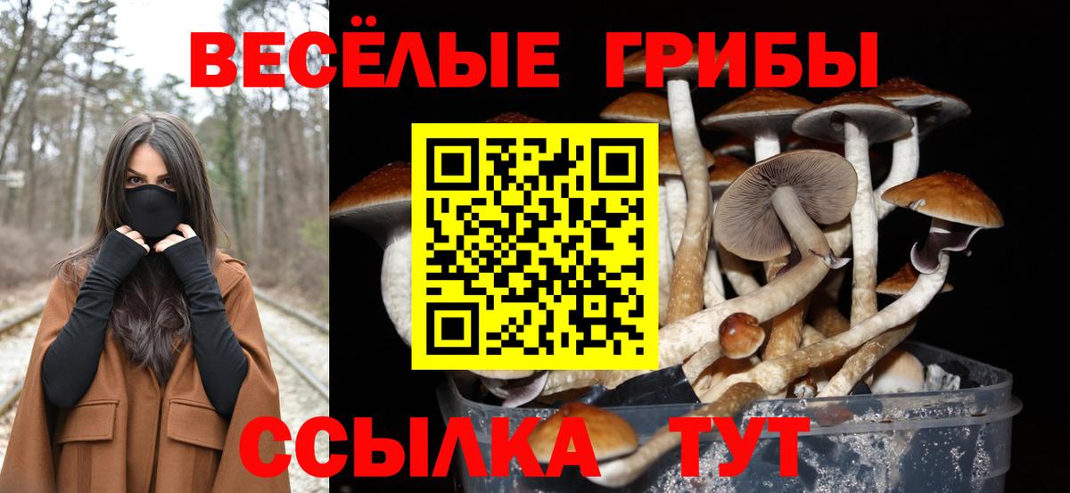 Псилоцибиновые грибы Psilocybe Губкин